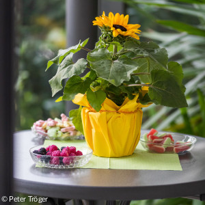 Sthetisch dekoriert Sonnenblumen u. Gummibärchen